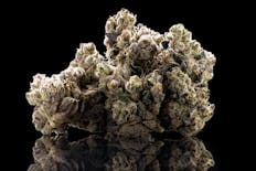 Pearl Pharma 3.5g Sour Cheese