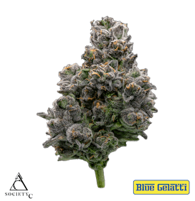 Society C - Blue Gelatti