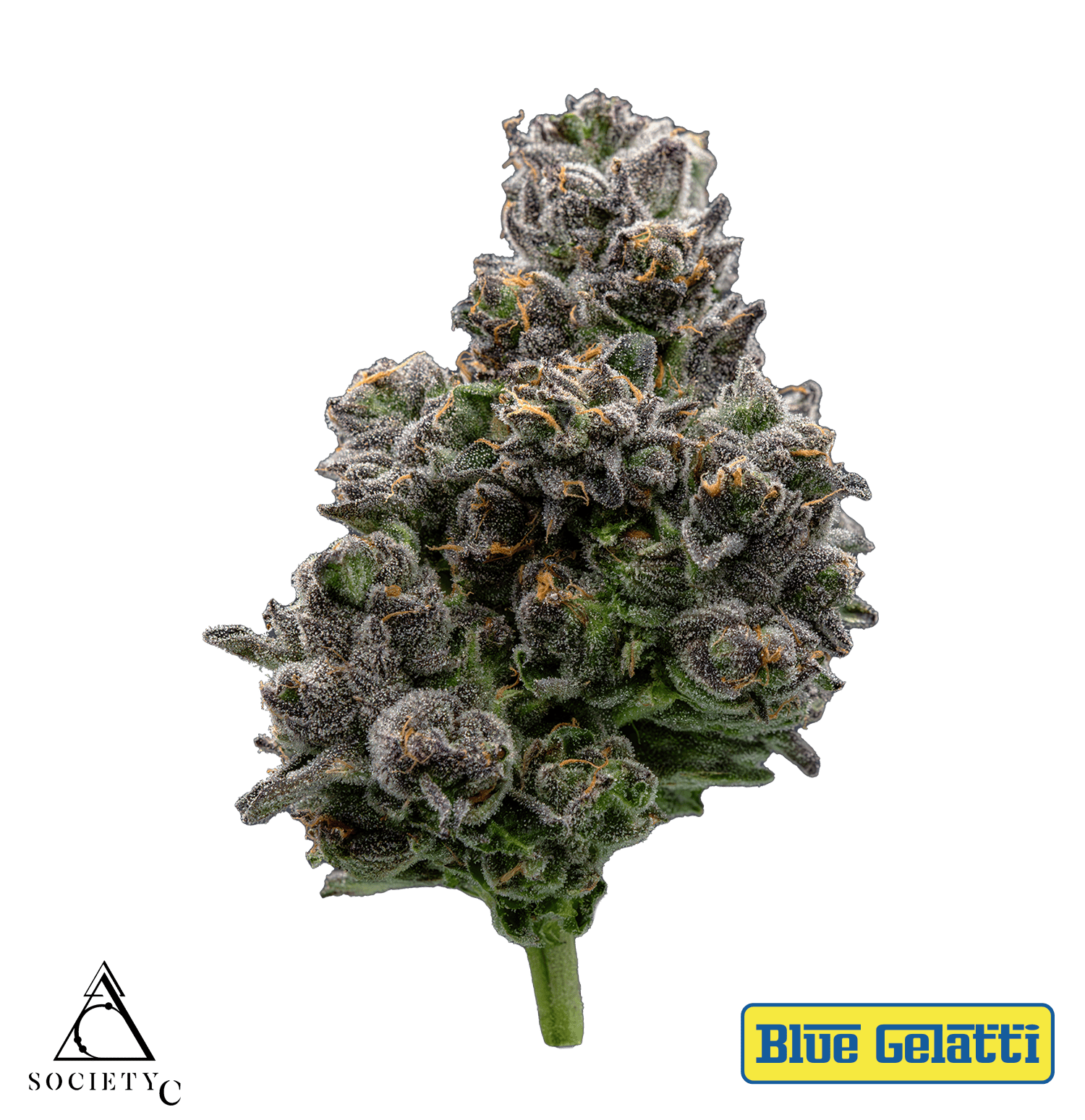 Society C | Blue Gelatti | Big Buds
