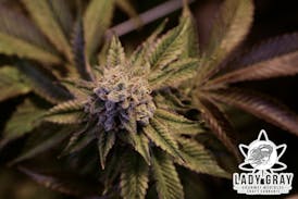 Lady Gray - Flower - Wedding Cake