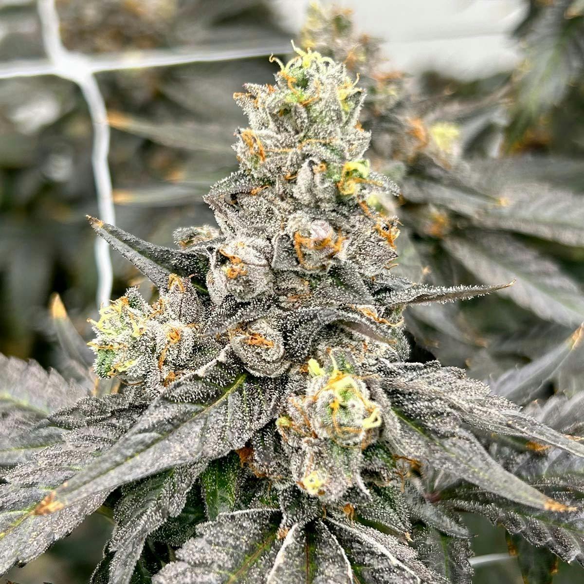 Black Cherry Gelato by Freedom Road