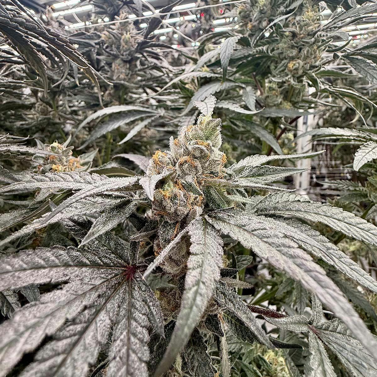Cherry Bath by Freedom Road