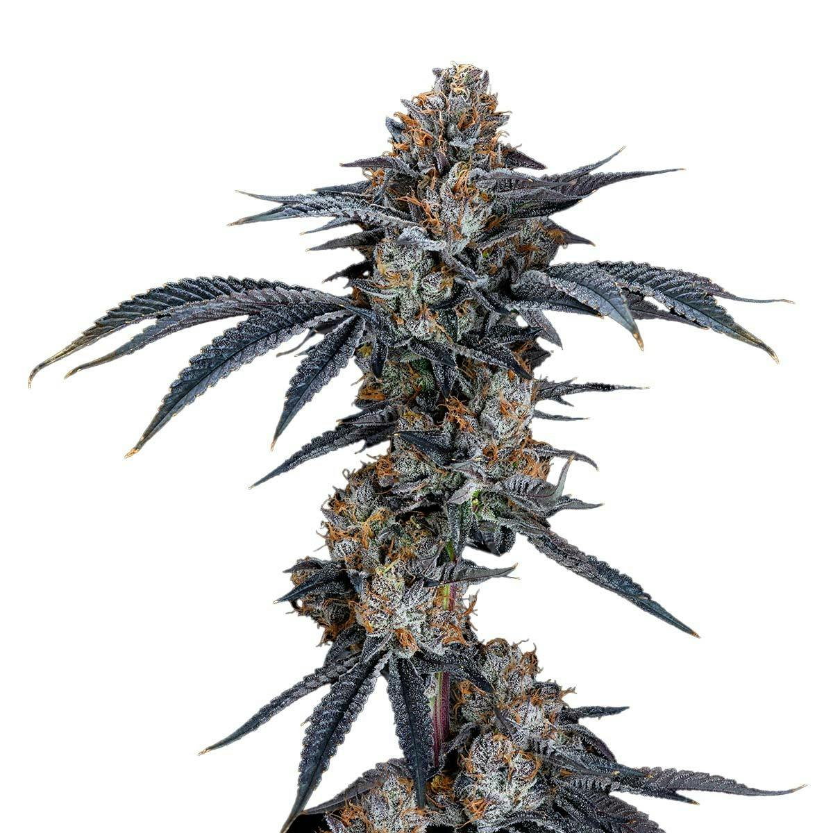 Gelato 33 by Freedom Road