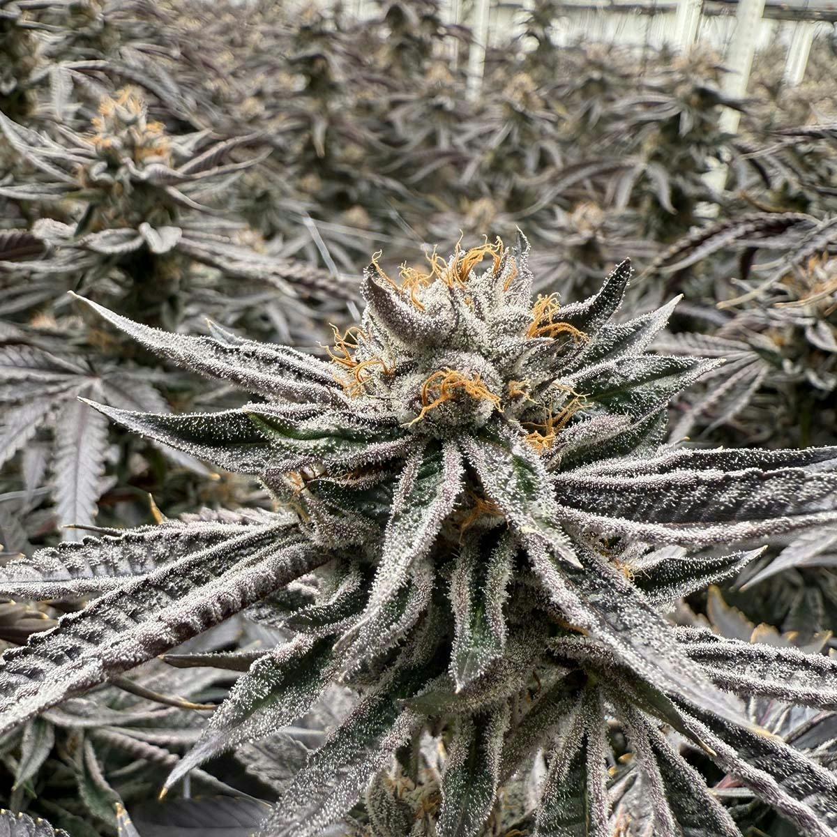 Lemon Cherry Gelato
