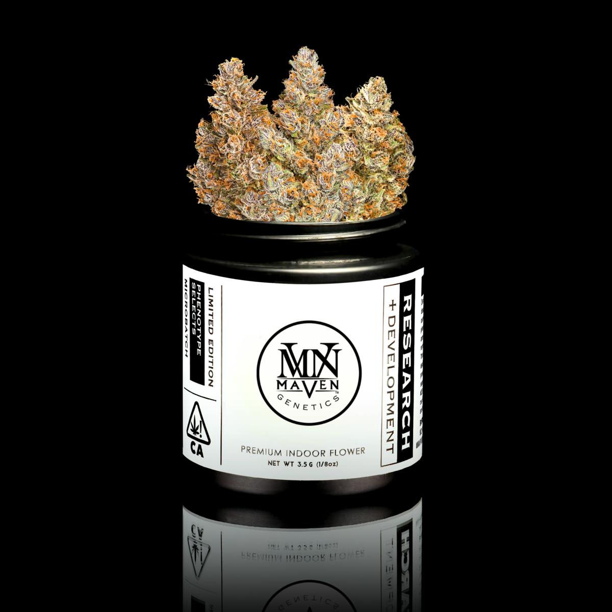 Sour Sangria x Blueberry ZKZ #7 by Maven Genetics