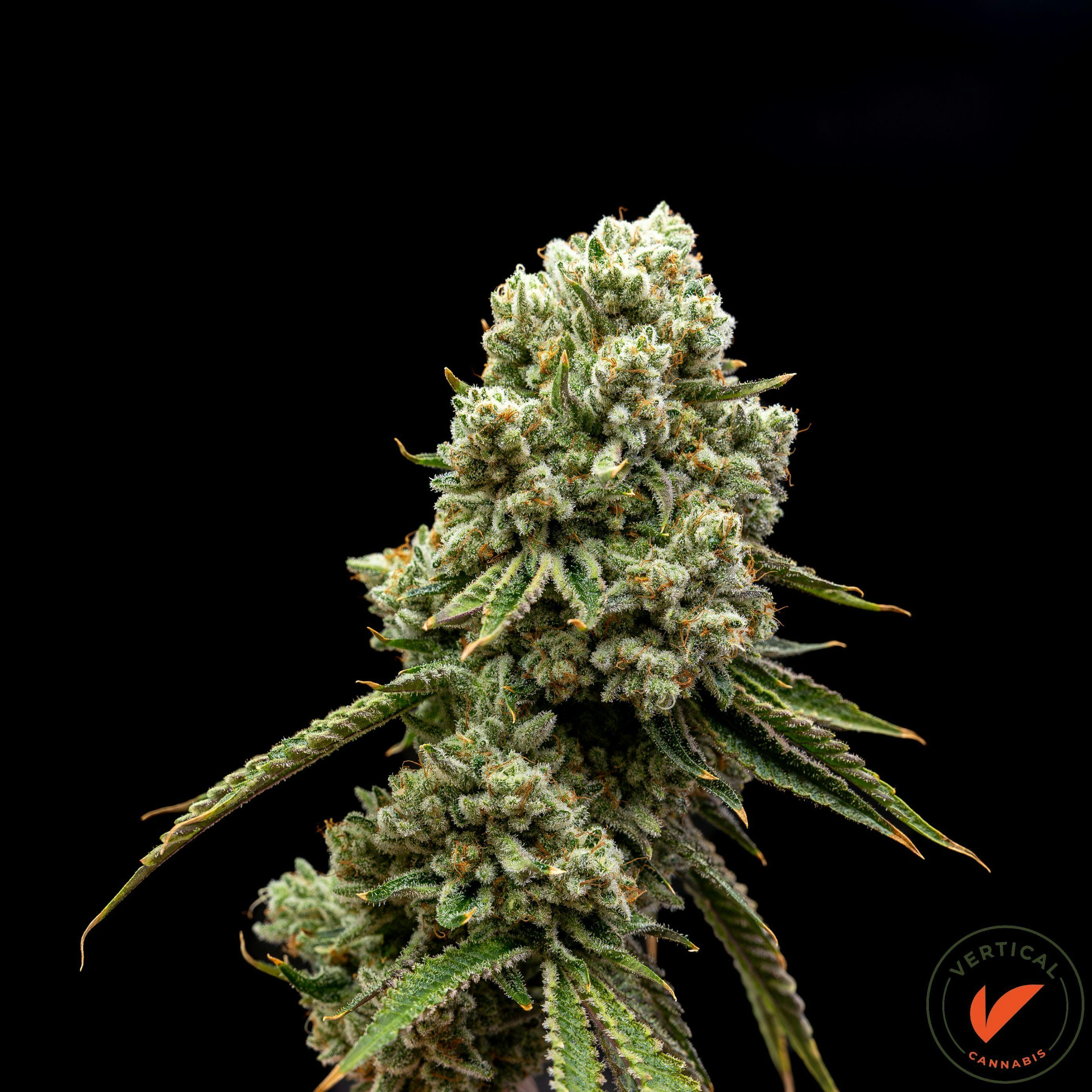 Premium Flower Wild Og