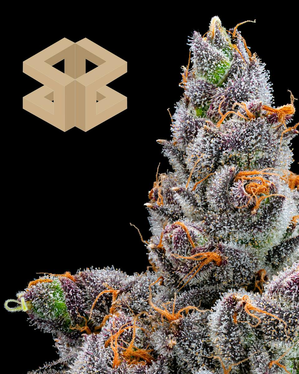 Burly Botanicals | Money Ball #9 | Flower