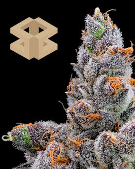 Burly Botanicals | Money Ball #2 | Flower