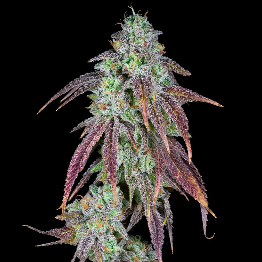 Strawberry Candy - 3.5g Prepackaged Eighth by Wojo Co