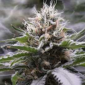 Bloom Smoothie - 3.5g Prepackaged Eighth
