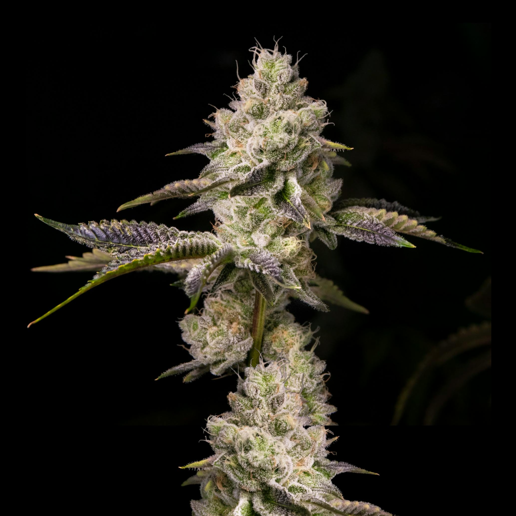 Wojo Co | Orange Cake - Bulk Flower by Wojo Co