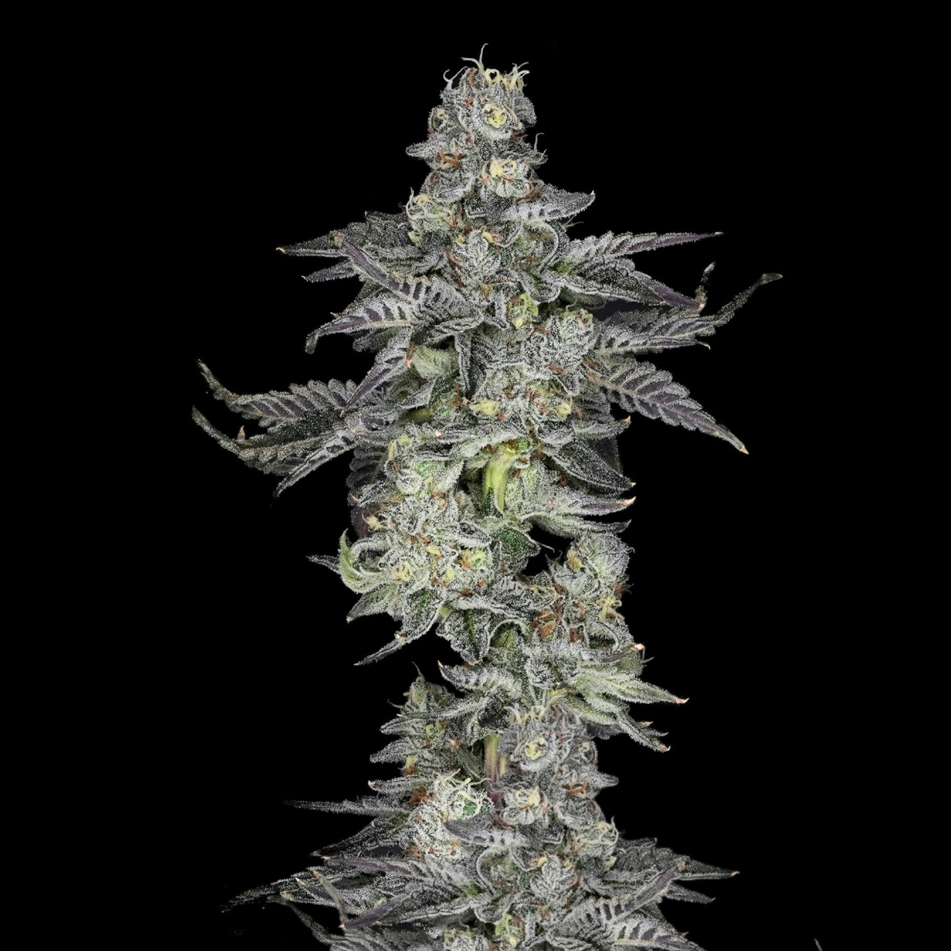 Wojo Co | Apple of my Eye - Bulk Flower by Wojo Co