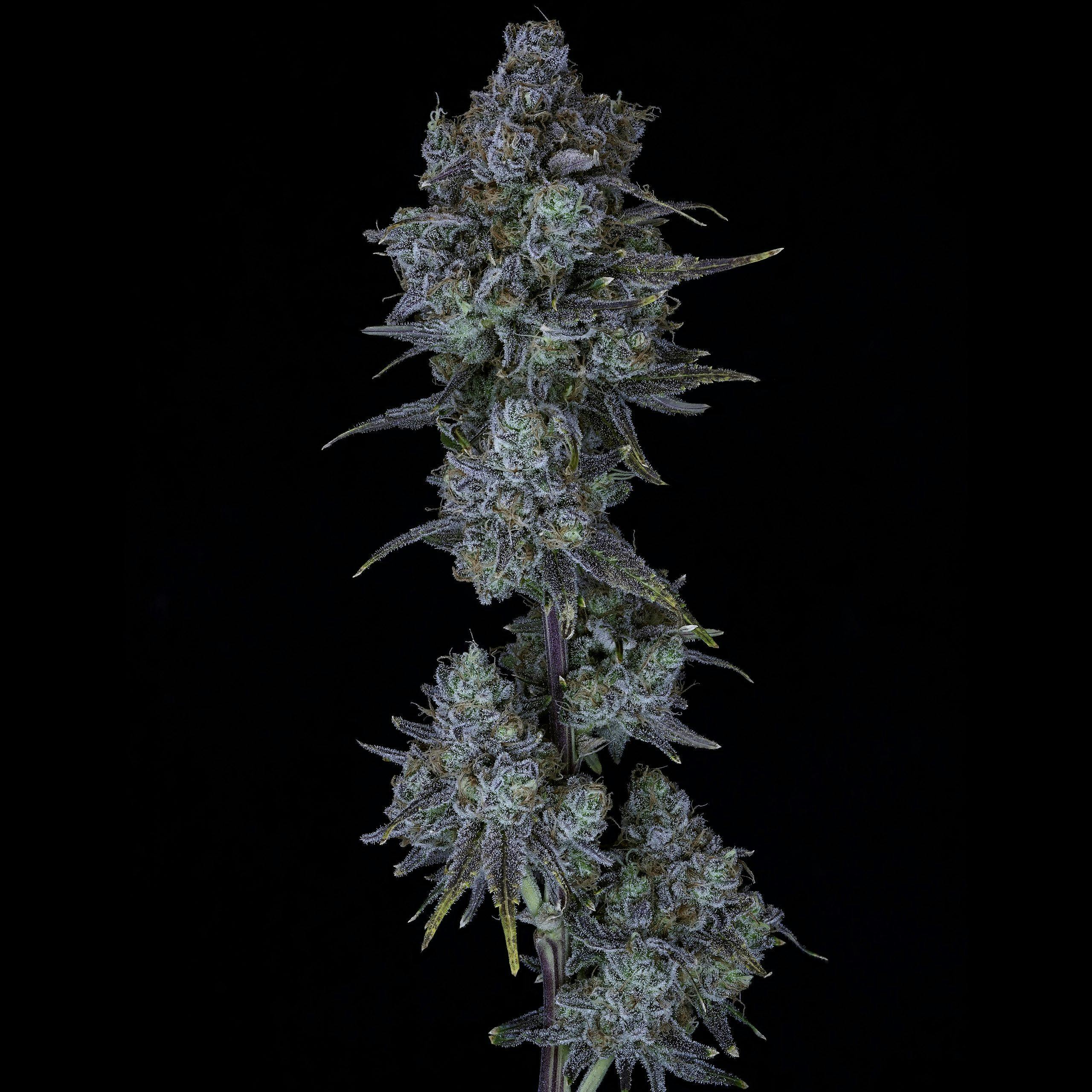 Tropic Keys - 3.5g Prepackaged Eighth by Wojo Co