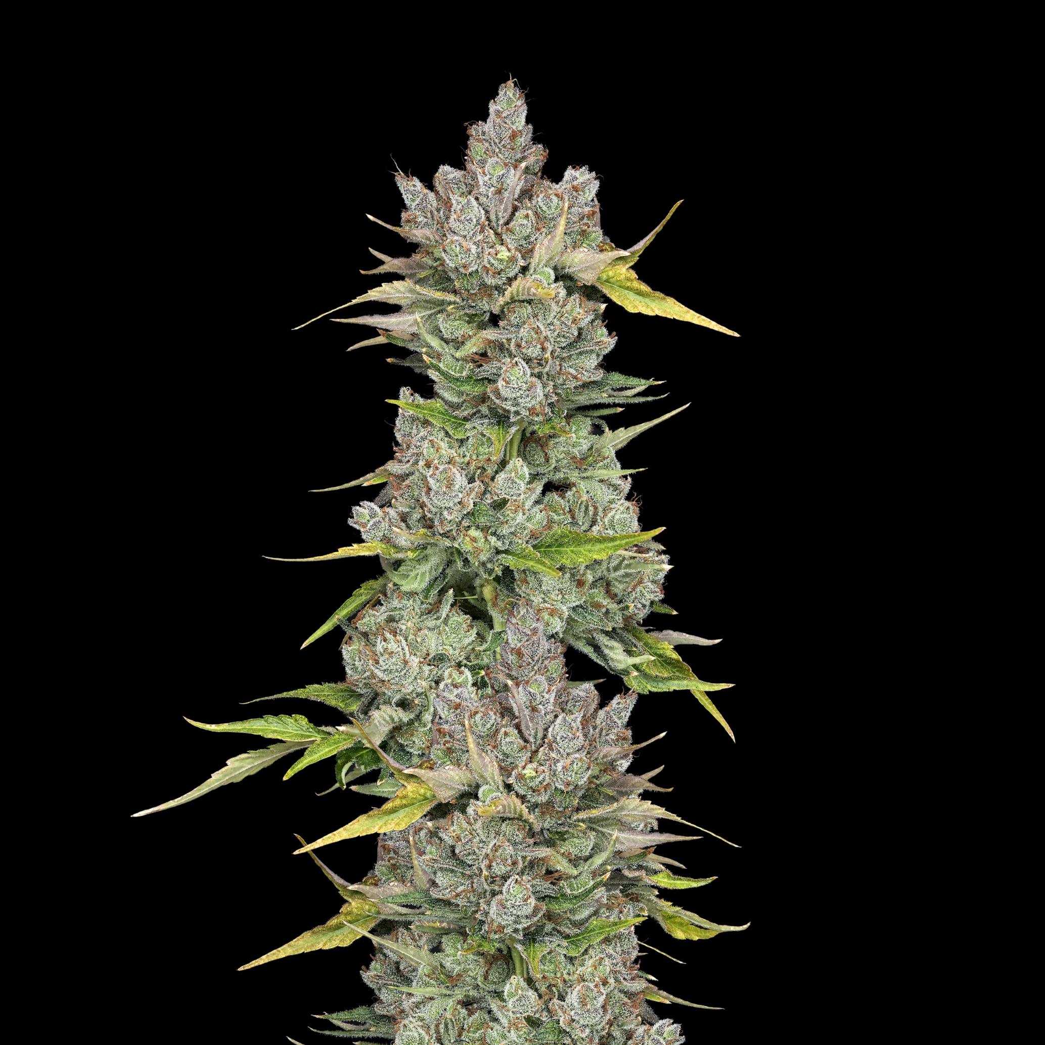 Wojo Co | Bloom Smoothie - Bulk Flower by Wojo Co