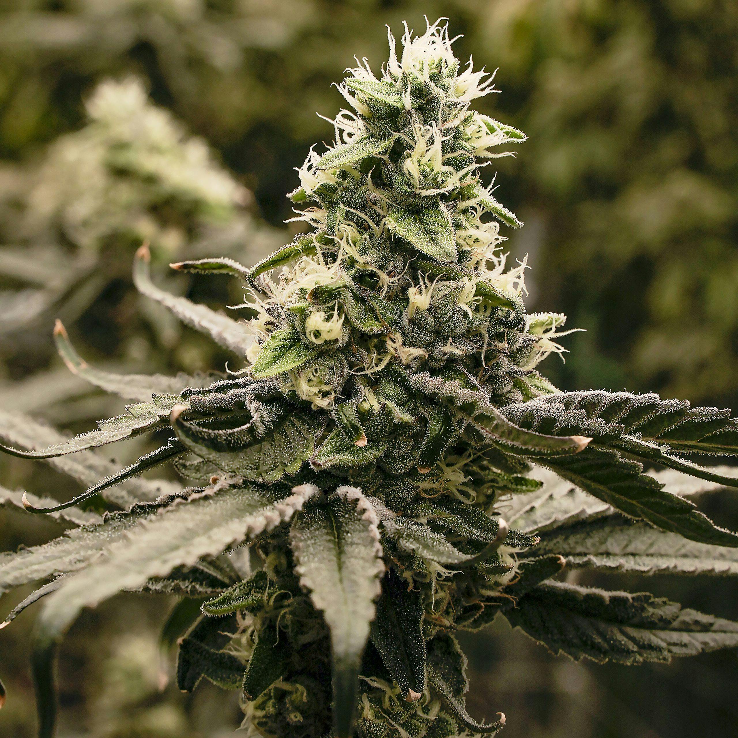 Caribbean Breeze - 3.5g Prepackaged Eighth by Wojo Co
