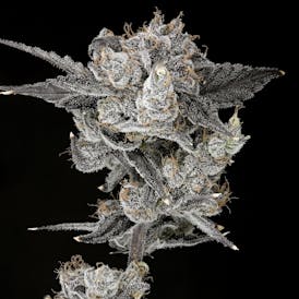 Mega Mind - Bulk Flower