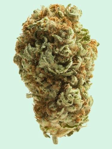 Hashtag Honey - Flower - Han Solo Burger 3.5g