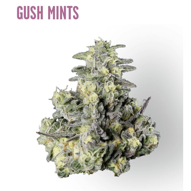 Ozone | Gush Mints | Smalls | 7G
