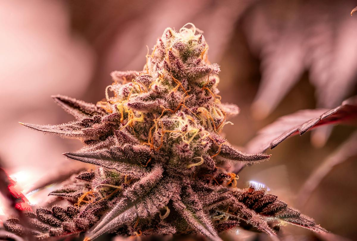 Shake Shack Flower by Stackhouse NV