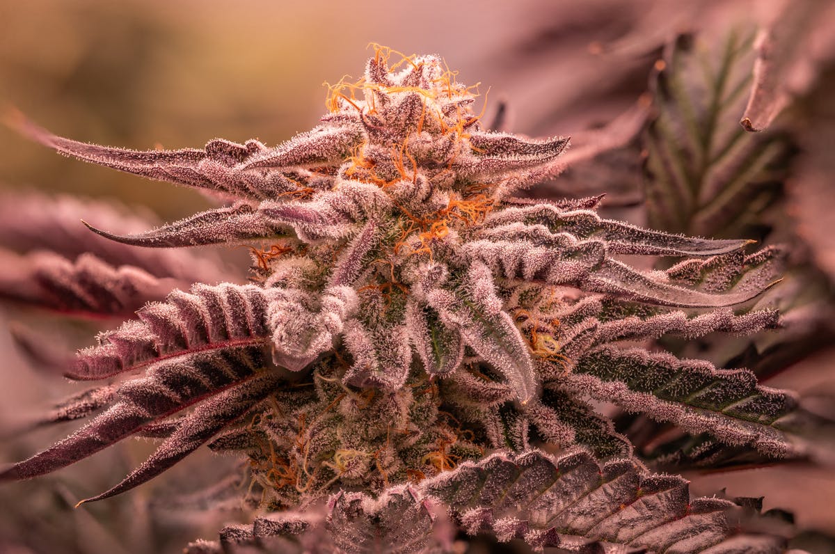 Animal Sherb Mints Flower