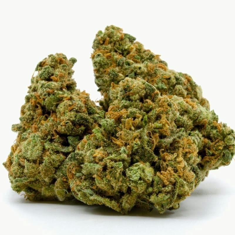 MJ Verdant - Tropical Rabbit 14g