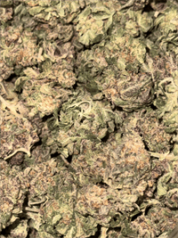 Raspberry Boogie x Sherbet Ripple - KING WEEDY CANNABIS