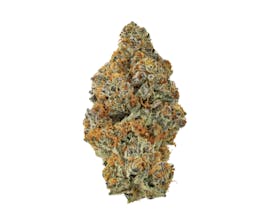 Revolution | Bionic Cheetah | Flower | 3.5G