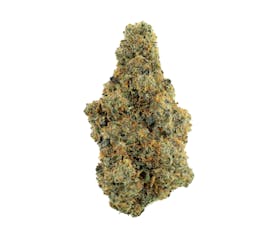 Revolution | Revlato 41 | Flower | 3.5G