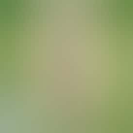 Dulce De Limón - 3.5g Prepack Flower