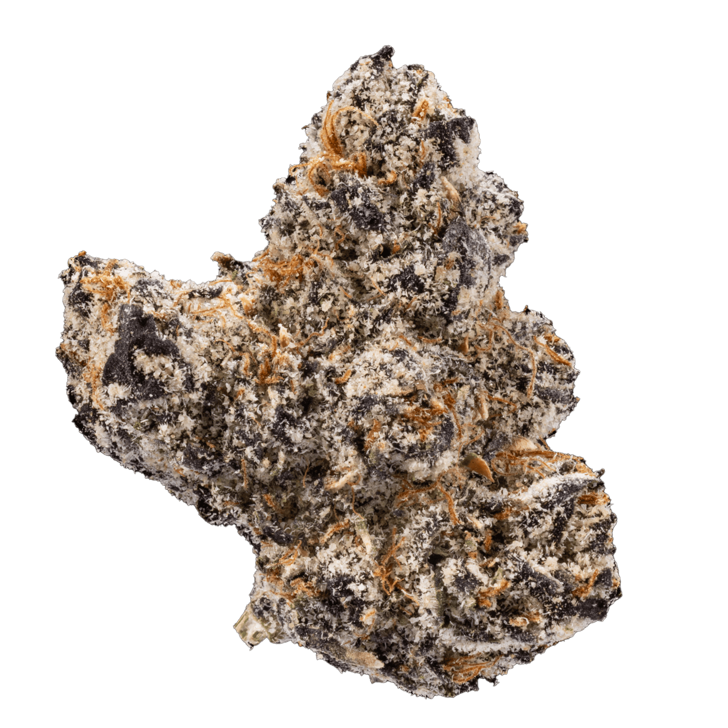 West Coast Cure — Aurora Borealis
