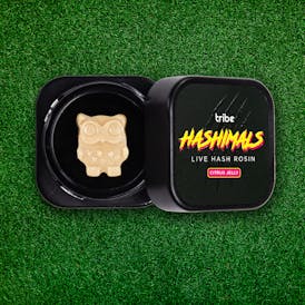 Citrus Jelly - Hashimals - Live Hash Rosin - Owl - 1g
