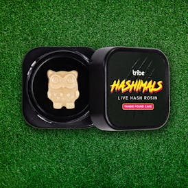 Tangie Pound Cake - Hashimals - Live Hash Rosin - Owl - 1g