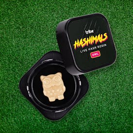 Tangie Jelly - Hashimals - Live Hash Rosin - Owl - 1g