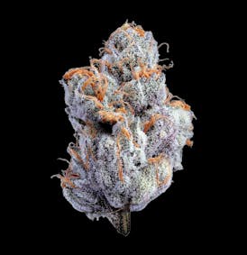 Premium Flower | Red Velvet Runtz | Small Buds
