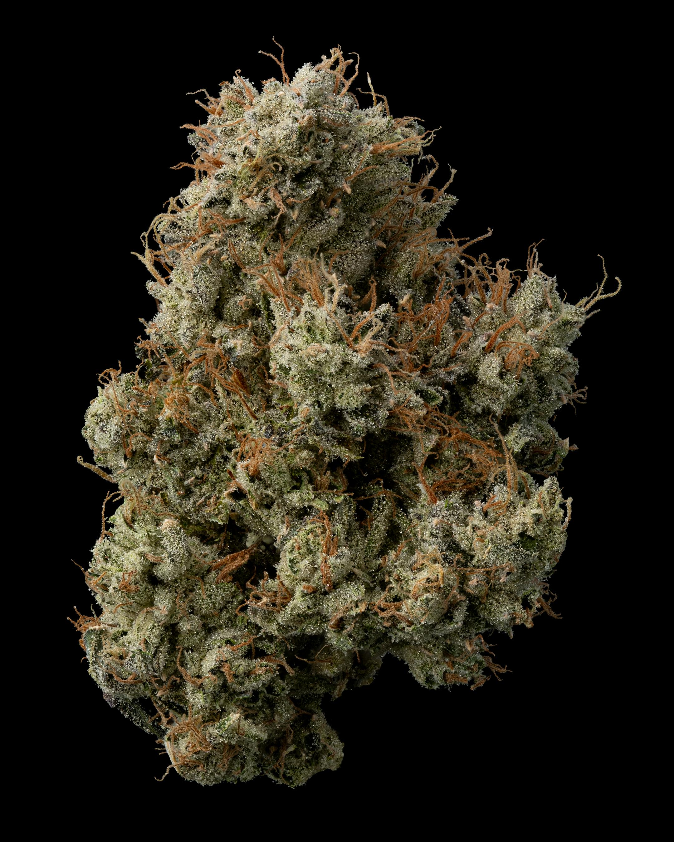 Headbanger at Kind Guy Patient Care Center