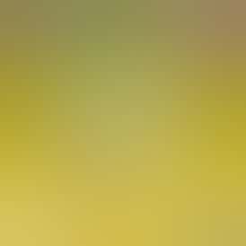 Sluggers - Infused Preroll - 0.7g 1pk - Lemon Cherry Gelato