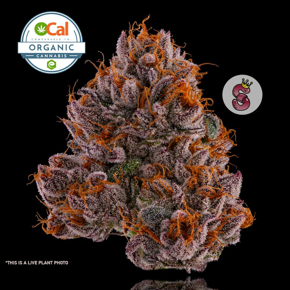 Zuni - No Till Kings