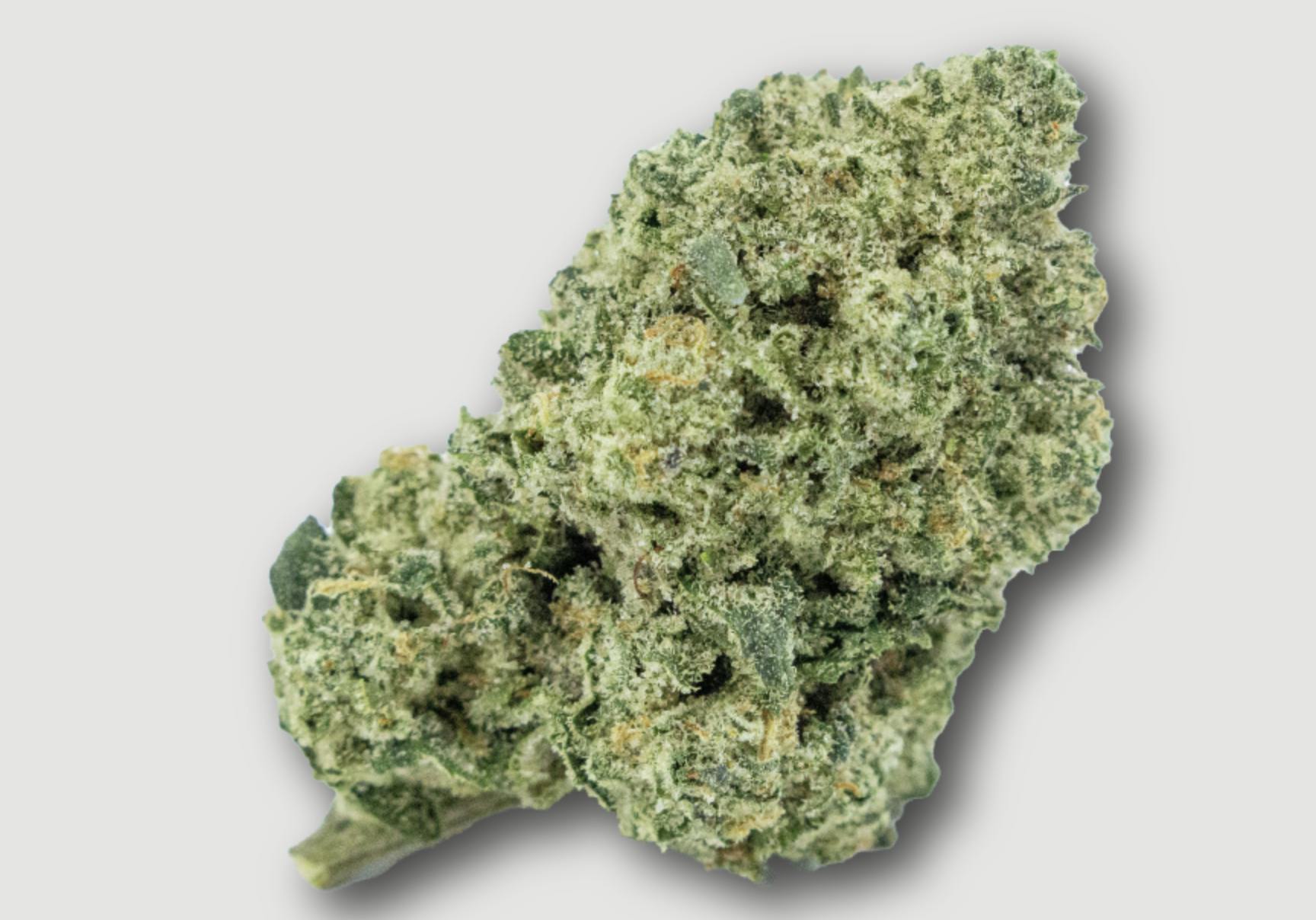 Purlife | Tropical Cake | Flower | 4G by Purlife
