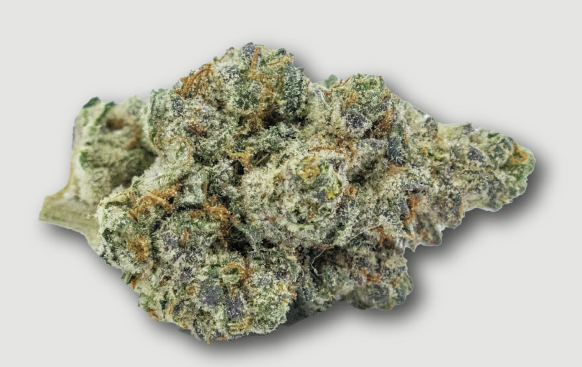Purlife | Champaya | Flower | 4G