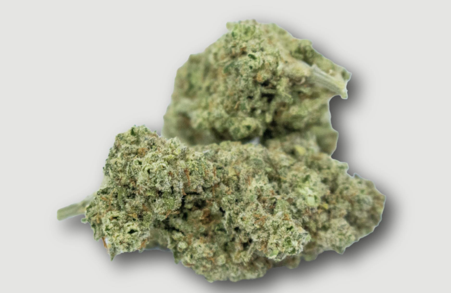Purlife | Whiplash | Flower | 4G by Purlife