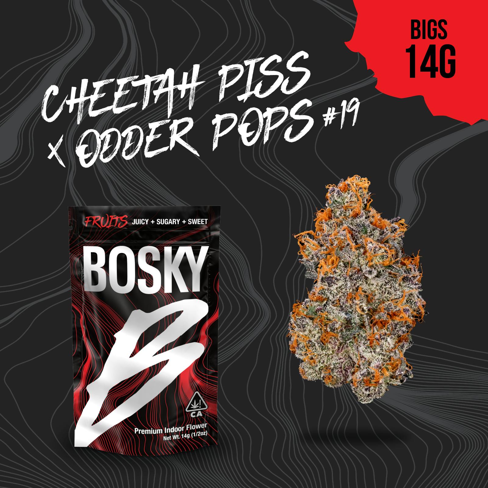 Bosky Genetics: Cheetah Piss X Odder Pops #19