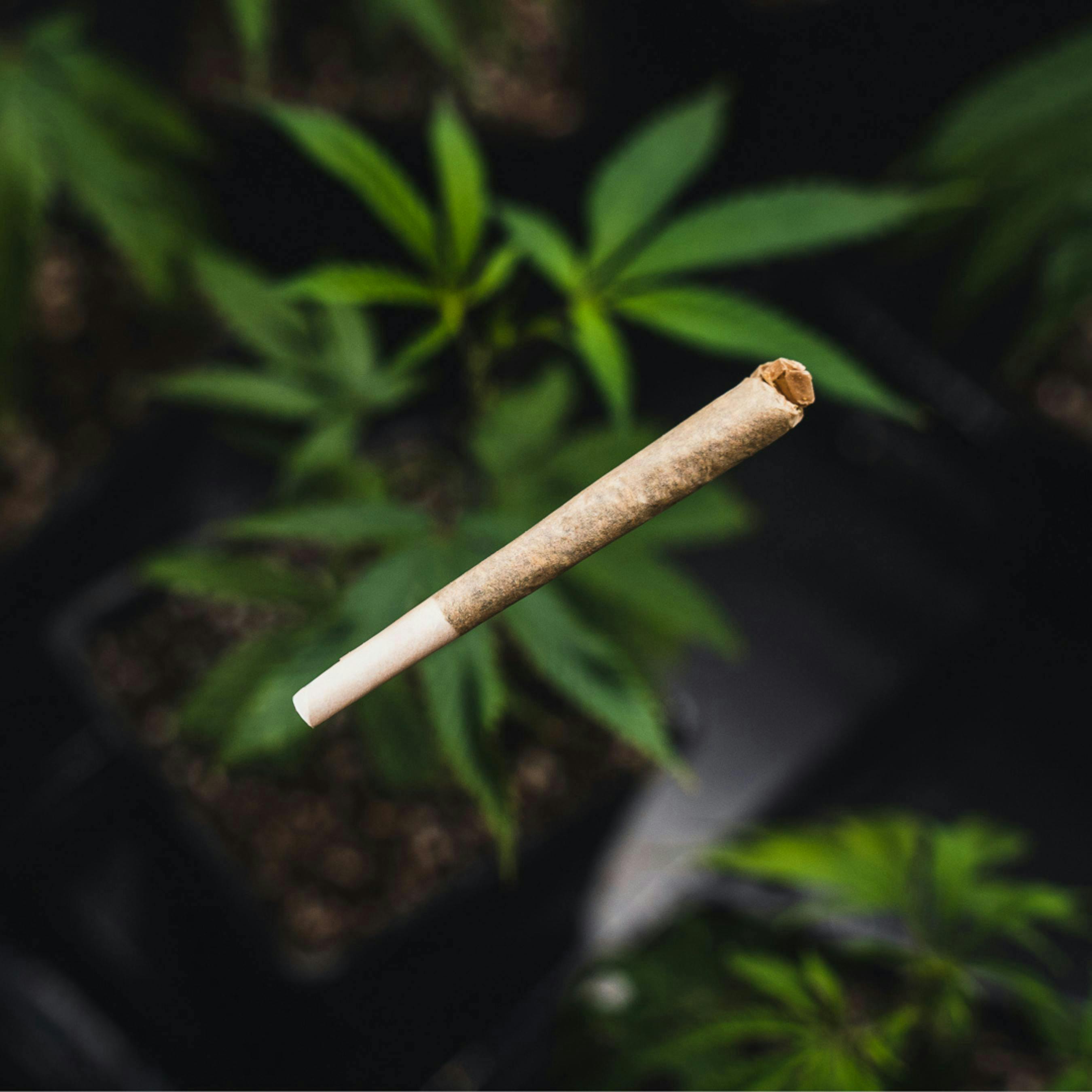 Kind Love | Kush Mints | Joint | 1g by Kind Love Brand