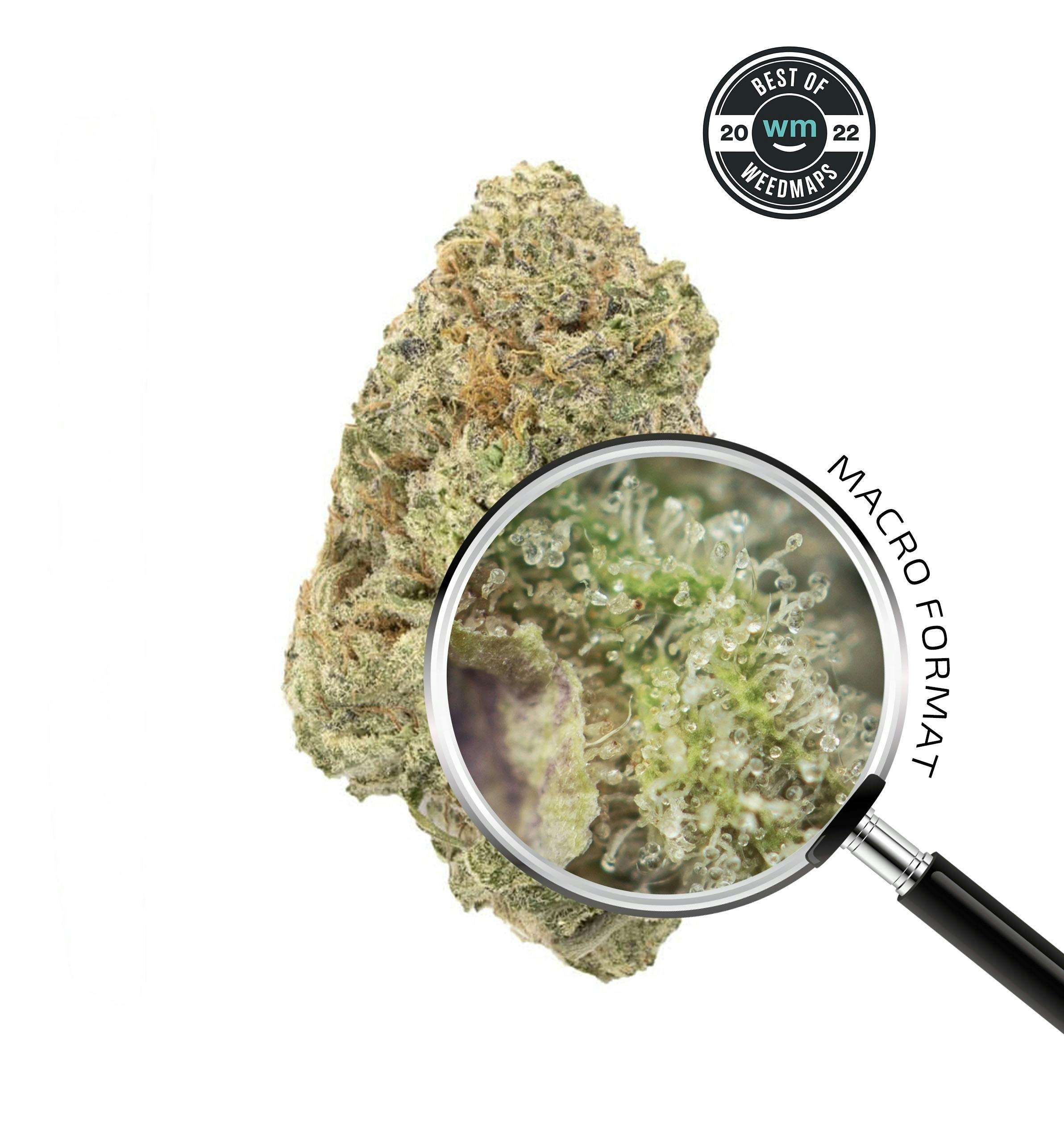 SHERBANGER (Hybrid) — 3.54g Premium Flower