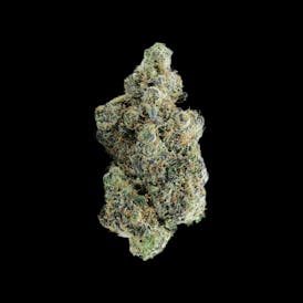 Caleta Flower | Blue Cookies