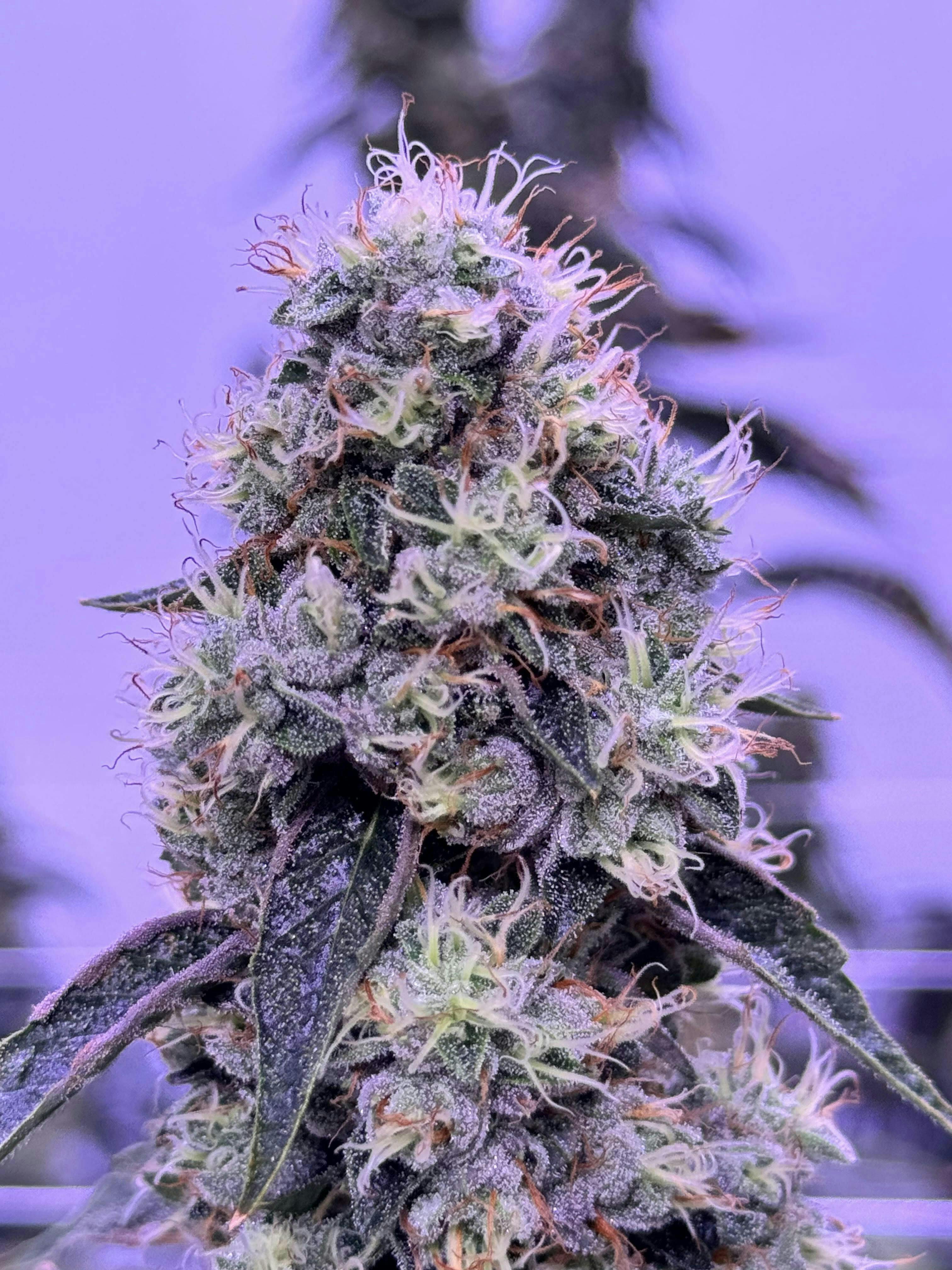 Sticky Status — Diamond Cut