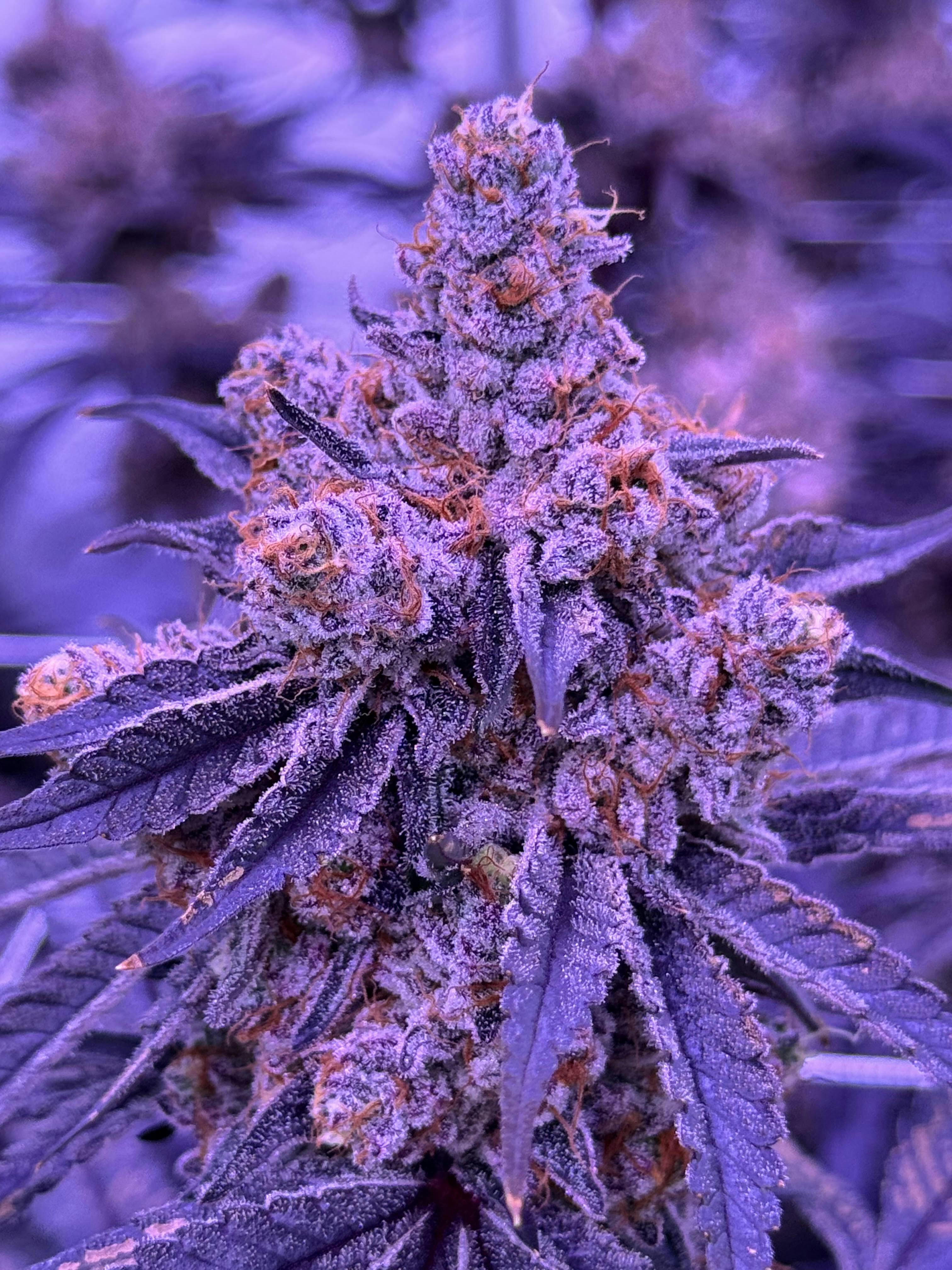 Lava Dream - — Jar