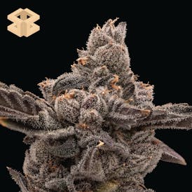 Burly Botanicals | Bag of Berriez #640 | Pre-Pack 3.5G