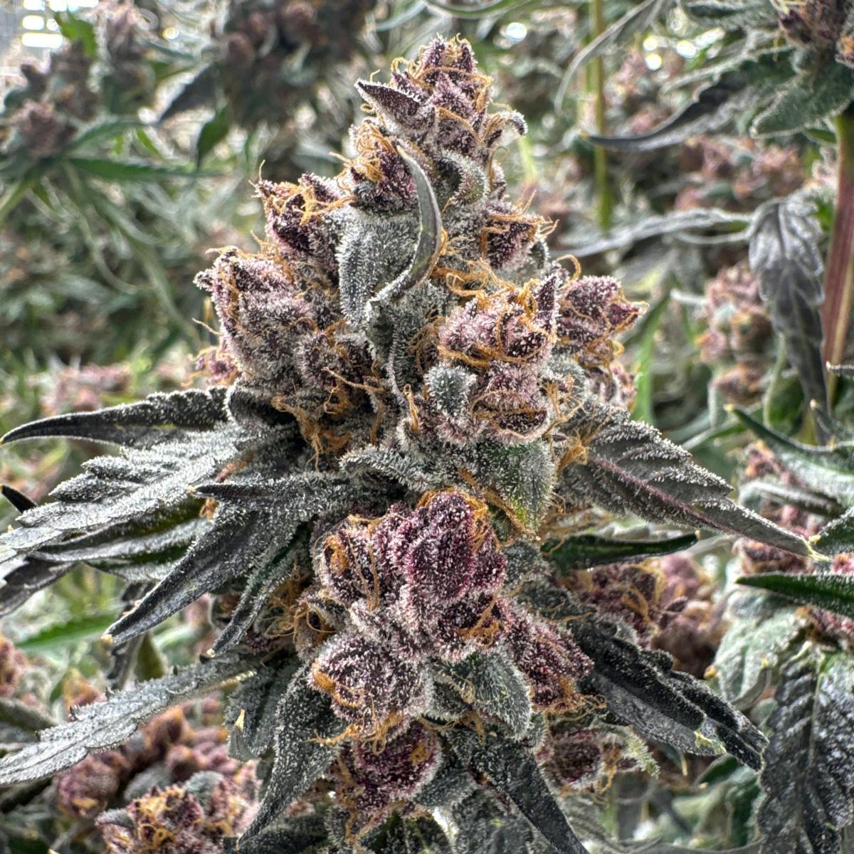 Sherbcake x Trop Cookies