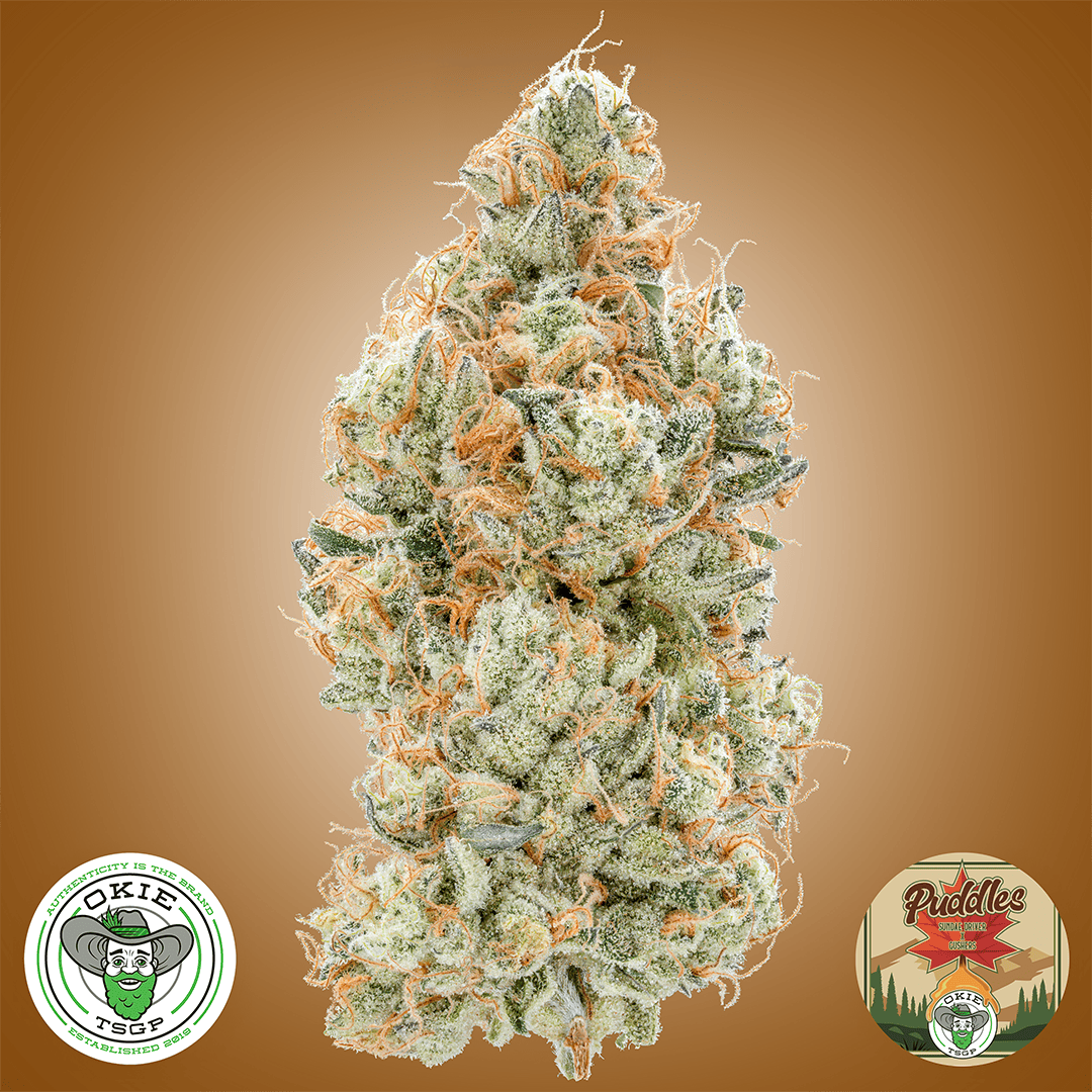 Puddles #3 - 3.5g Prepack Flower
