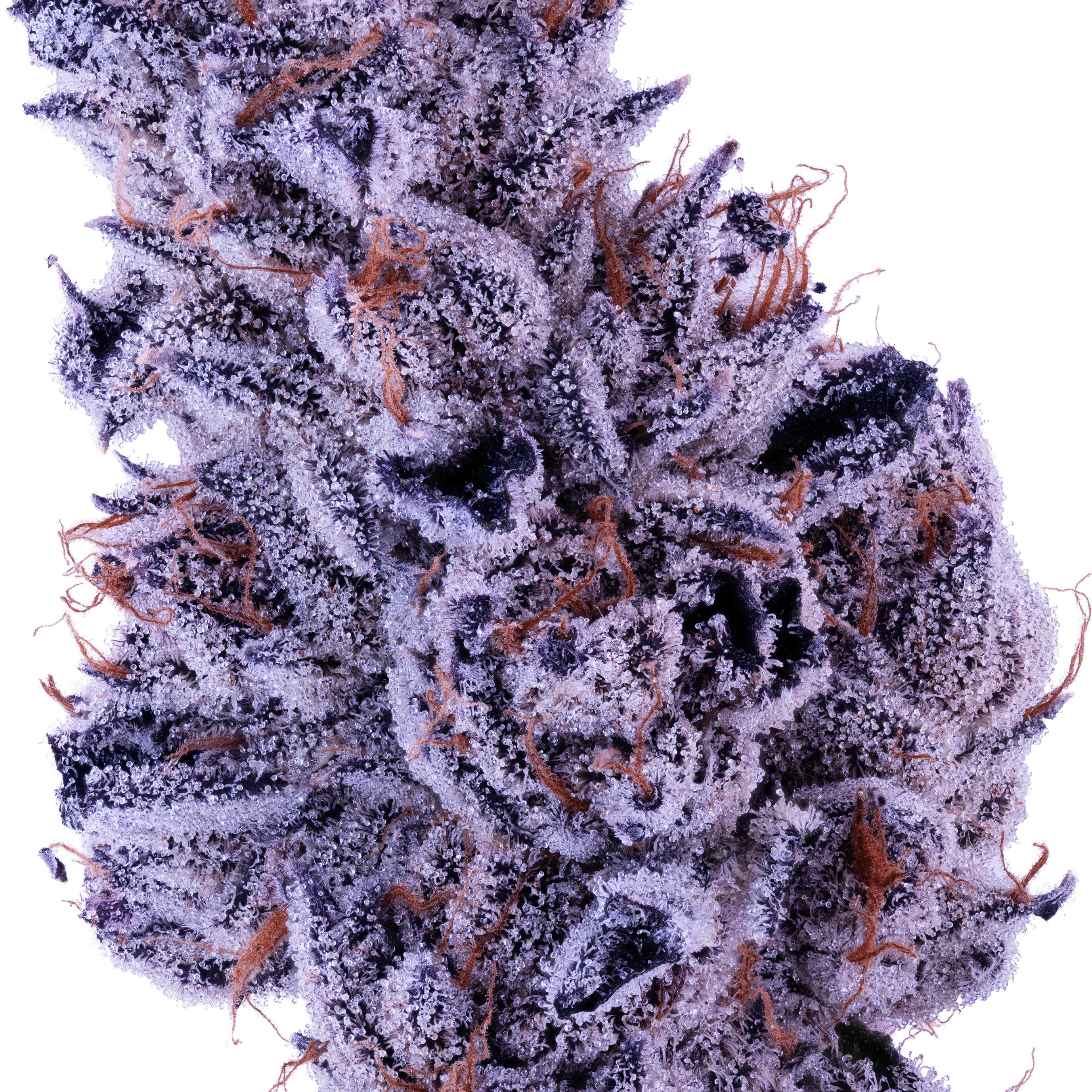Lumpy's Flowers: Mylar Bag